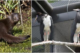 Oto nowi mieszkańcy zamojskiego Zoo. Poznajcie mangustę błotną i bociany białobrzuche!