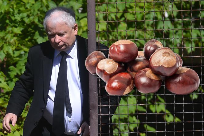 Prezes Kaczyński oczyszczał aurę kasztanami