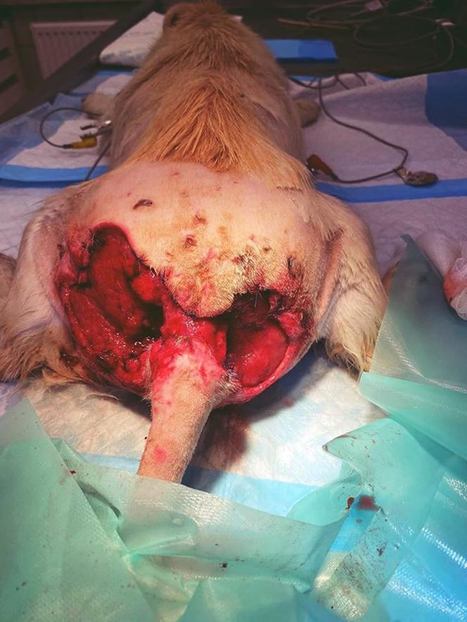 Messi. Operacja psa z dziurą w przemyskiej lecznicy ADA (GALERIA)