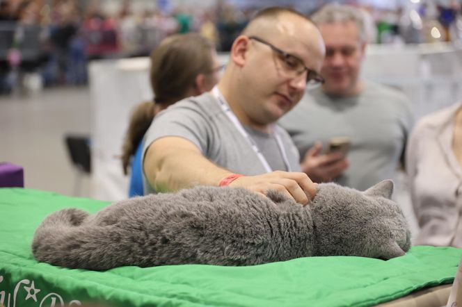 Wystawa kotów rasowych w Lublinie przyciągnęła tłumy!