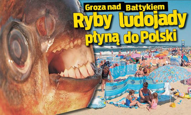 Ryby ludojady płyną do Polski