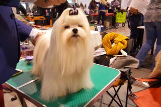 EXPO SILESIA DOG SHOW 2017