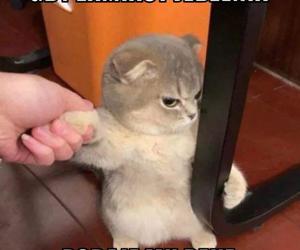 Koty opanowały internet! Memy z mruczkami bawią do łez [TOP 45]