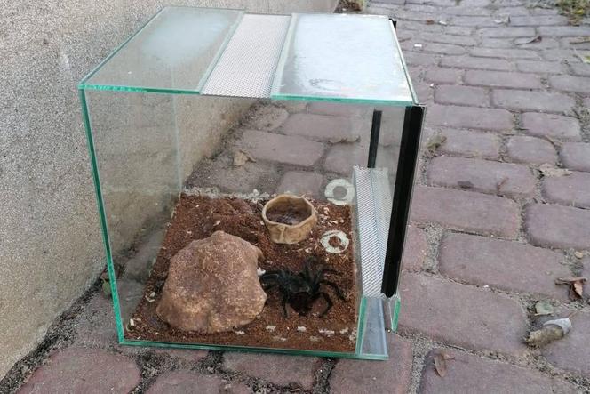 Horror w Dąbrowie Górniczej. Ktoś zostawił przed blokiem terrarium z olbrzymim pająkiem [WIDEO]