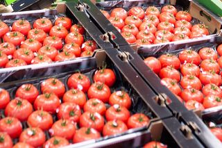 Przebadali pomidory z popularnych sklepów. Co naprawdę kryją w środku? 