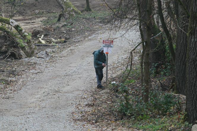 Sprawa wycinki drzew przy ul. Ogórkowej w Wawrze