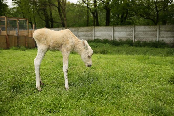 Niezwykle rzadki okaz odnaleziony w Puszczy Kampinoskiej. Białego łosia porzuciła swoja matka