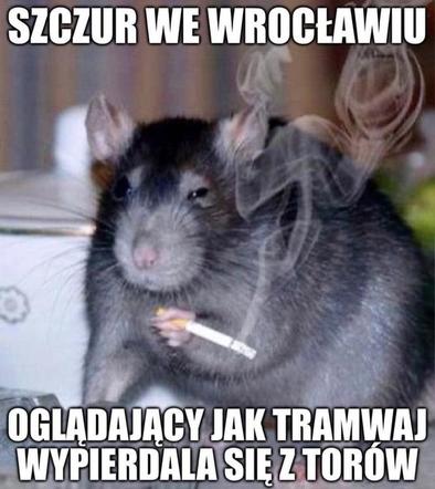 Szczury przejęły władzę nad Wrocławiem. Zobacz Najlepsze MEMY!