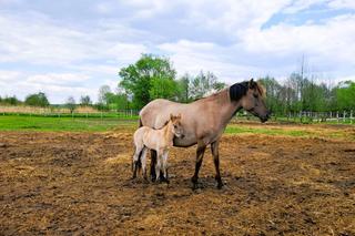 Nowa atrakcja turystyczna na Ponidziu. Umianowice zapraszają