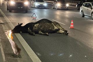 Byki brykają na moście w Warszawie! Wypadły z ciężarówki.