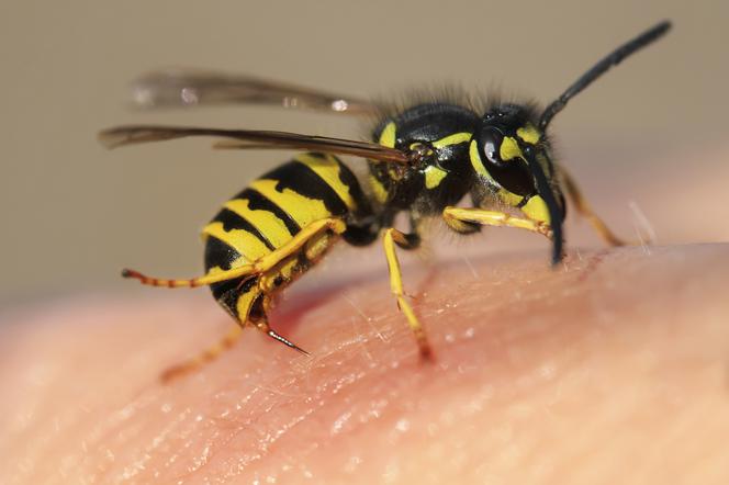 UŻĄDLENIE przez pszczołę lub osę - jak udzielić pierwszej pomocy?