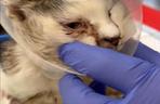 Życie kotki Kiri uratowała transfuzja krwi 