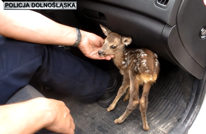 Mała sarenka porzucona na środku jezdni. Uratowali ją policjanci [WIDEO]