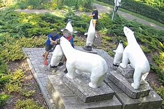 Zniszczyli pingwina i uciekli