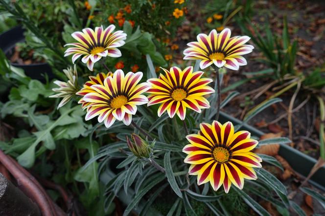 GAZANIA