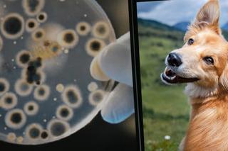 Zabójczy grzyb ukrywa się w psich uszach? Naukowcy ostrzegają przed zarazą