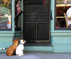 Czy można wejść z psem do sklepu czy restauracji? GIS wyjaśnia
