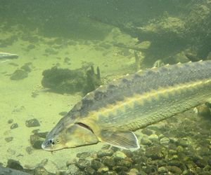 Egzotyczny świat na wyciągnięcie ręki! Zaglądamy do akwarium-terrarium w Myślęcinku