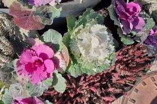 W mieście będzie jeszcze bardziej jesiennie. Ruszyła wymiana kwiatów