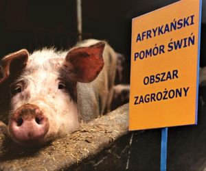 Muszą wybić prawie 7,5 tysiąca świń. W Zachodniopomorskiem wykryto ognisko ASF