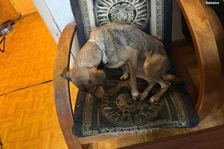  Skrajnie zaniedbane psy i szczury odebrane właścicielce. Serce pęka na ich widok