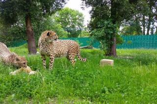 Poziom słodkości przekroczony! Małe gepardy z Chorzowa świetnie się bawią