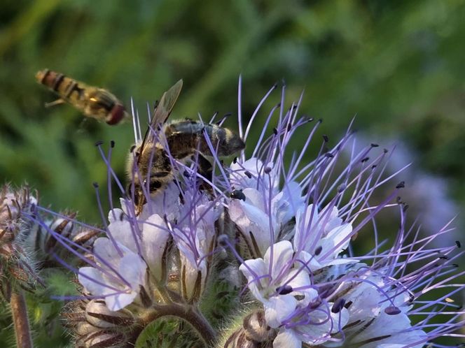 Łąki kwietne na Podkarpaciu
