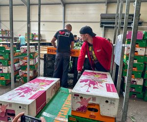 Królewskie kwiaty z Brzozia podbijają świat 