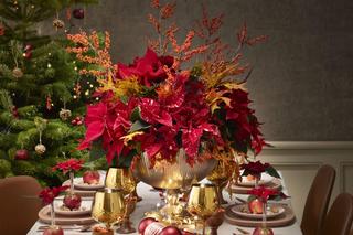 Poinsecje w świątecznych kompozycjach