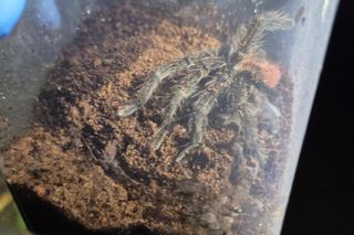 Otworzył kosz na śmieci i zamarł! Odkrycie jak z horroru w Krakowie