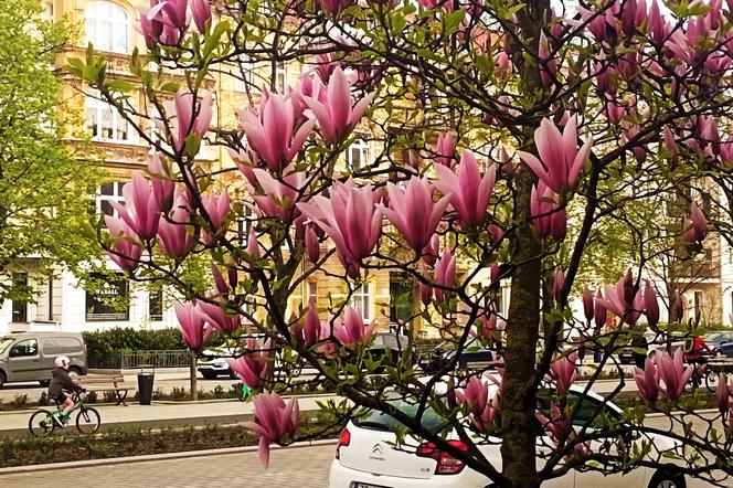 Magnolie w Szczecinie