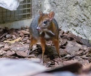 W Warszawskim ZOO urodził się myszojeleń