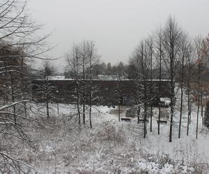 Elka w Parku Śląskim. Widok z góry