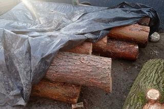 Ukradli 69 drzew! Sprawcy nielegalnej wycinki wpadli w ręce policjantów 