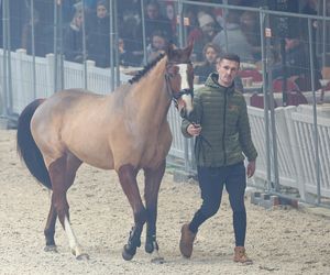 Czempionat Koni Ras Szlachetnych i Pokaz Ogierów Hodowlanych w Radzionkowie