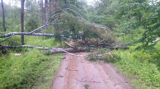 Fatalna pogoda w Białymstoku. Od rana ulewa i silny wiatr [ZDJĘCIA]