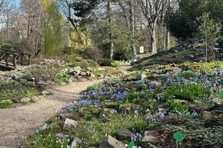 Już 1 kwietnia po zimowej przerwie otwiera się wrocławski Ogród Botaniczny UWr! Co będzie się działo? Ile kosztują bilety?