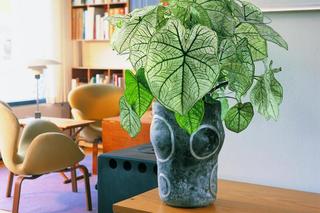 Modne rośliny doniczkowe