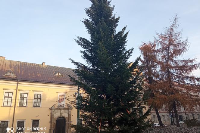Pod Oknem Papieskim stanęła choinka