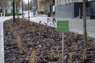 Rybi Rynek zmienił się nie do poznania! Mieszkańcy są zachwyceni