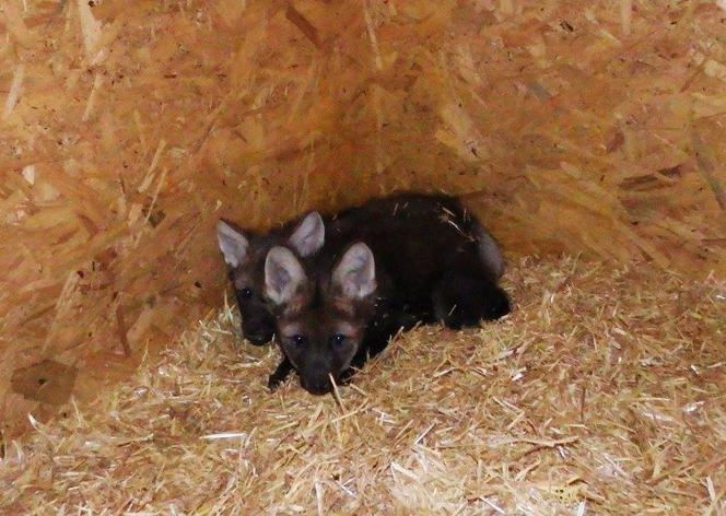 Zoo w Chorzowie: Małe wilki
