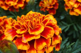 Aksamitka rozpierzchła