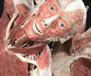 Wystawa Body Worlds ruszyła w Poznaniu!