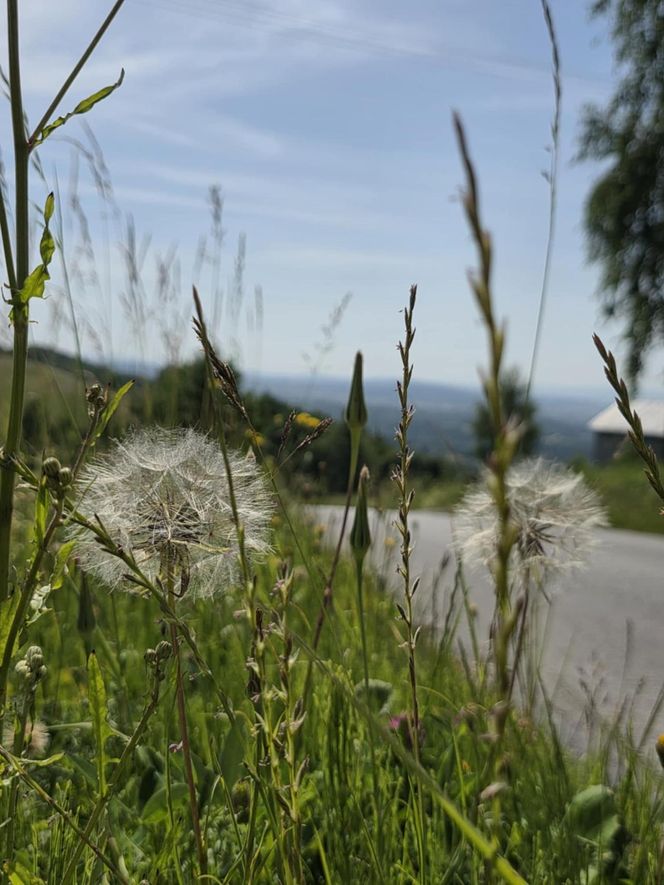 Wieża widokowa w Korczynie