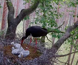 Bocian czarny wyrzucił z gniazda dwa pisklaki