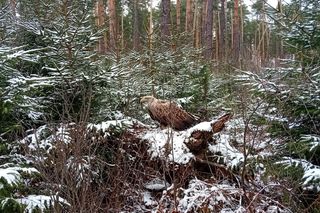 Ranny bielik znaleziony w woj. lubelskim. „Akcja niczym z filmu sensacyjnego!”