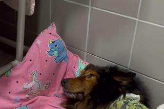 Znęcali się nad psem