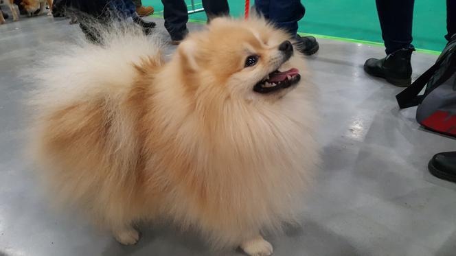 Międzynarodowa Wystawa Psów Rasowych w Bydgoszczy