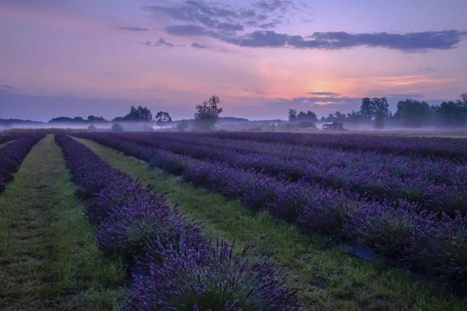 Rozbijanie namiotów na polu lawendy pod Siedlcami będzie można rozpocząć od 18.00 20 lipca