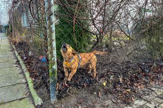 O tej wsi zrobiło się głośno z dnia na dzień. Ksiądz chodzący po kolędzie zaatakował psa